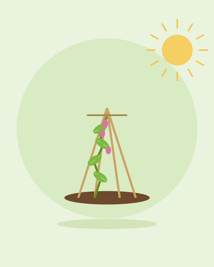Flad illustration af en klatreplante, der vokser op ad et rørvippetelt – plantestøtter og espalierering, fra SeedsChoice