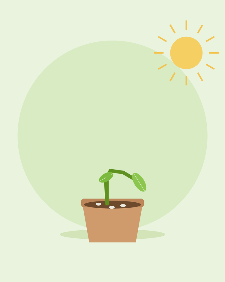 Flad illustration af en frøplante, der er faldet sammen ved roden i en potte med skimmel på jorden – knækkefodsyge, fra SeedsChoice