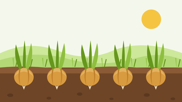 How to grow onions from seed — flat illustration of a row of ripening onion bulbs in dark soil with green tops, under a low sun