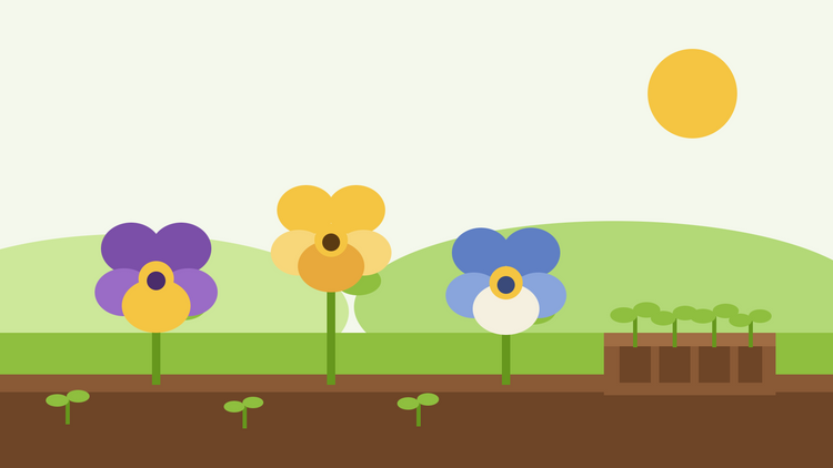 Sådan dyrker du stedmoderblomster fra frø — flad illustration af tre stedmoderblomster i lilla, gult og blåt ved siden af en frøbakke med unge planter