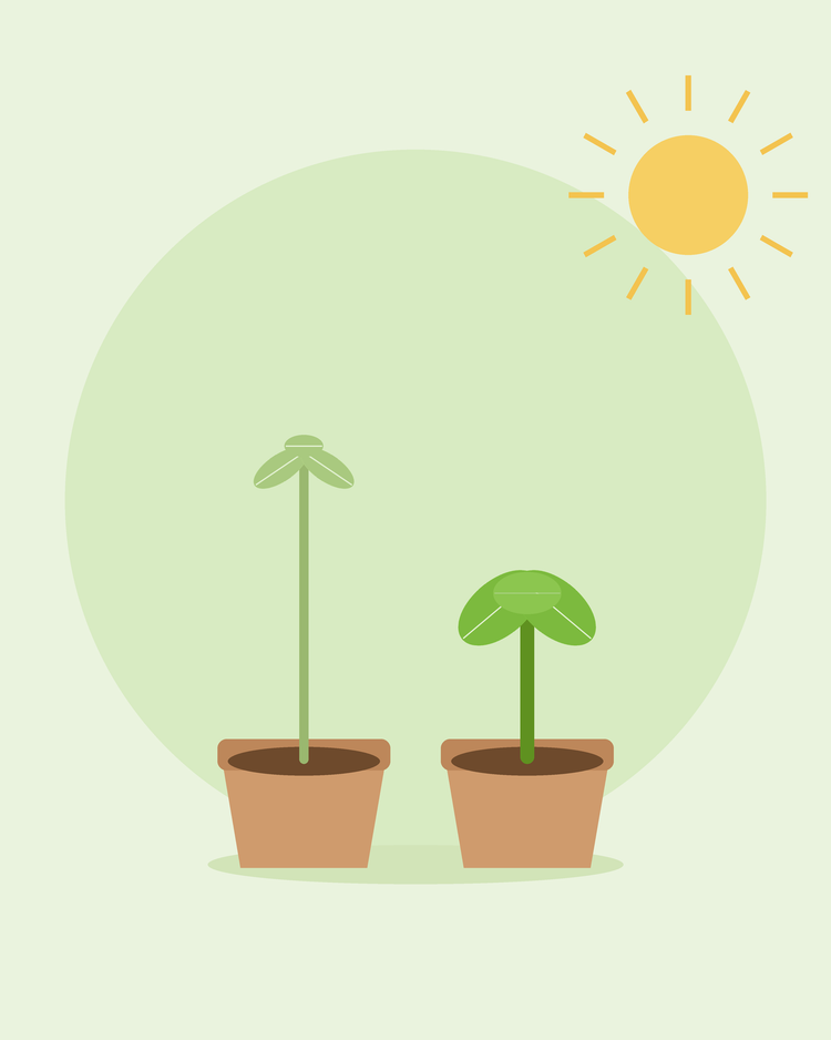 Flad illustration med sammenligning af en høj, spinkel frøplante og en kort, kraftig frøplante i potter – sådan retter du slappe frøplanter, fra SeedsChoice