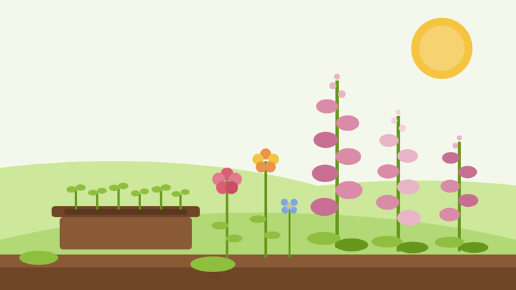 Såning af fingerbølblomster og toårige planter — flad illustration af en såbakke med grønne kimplanter ved siden af lyserøde fingerbølblomsterspir, gyldenlak og Dianthus barbatus (sweet William) i en sommerhave, fra SeedsChoice