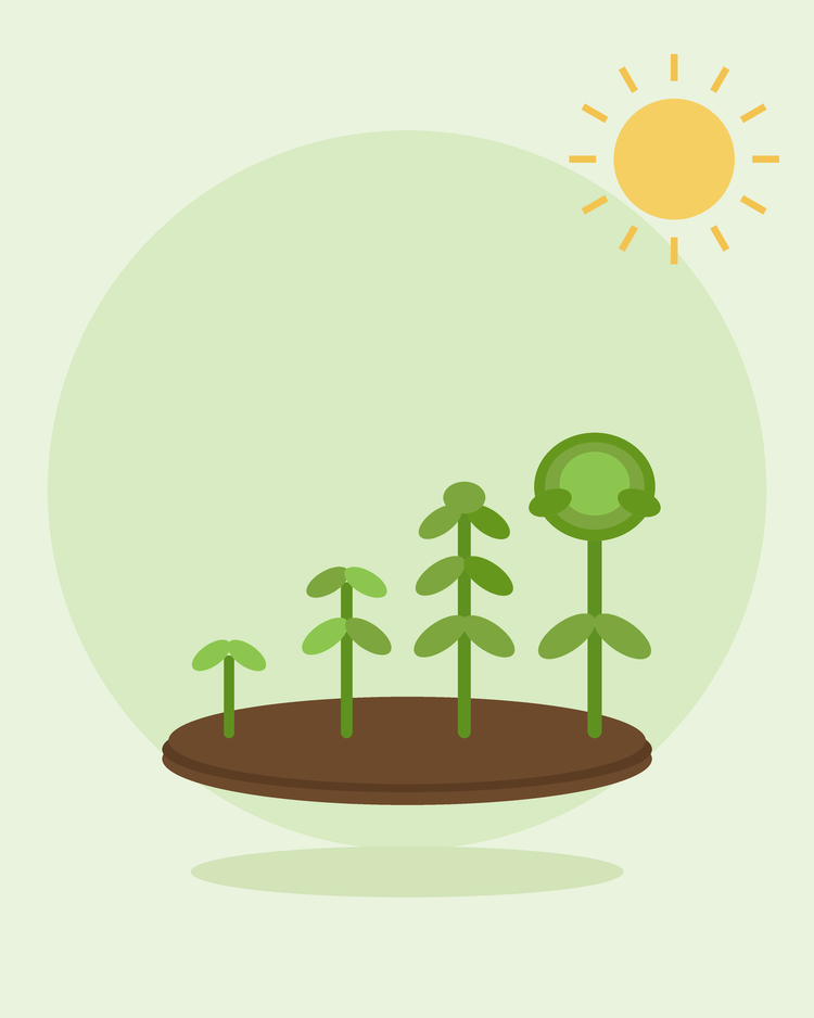 Flad illustration af en række planter i forskellige vækststadier fra spire til høstmoden – successionsåning, fra SeedsChoice