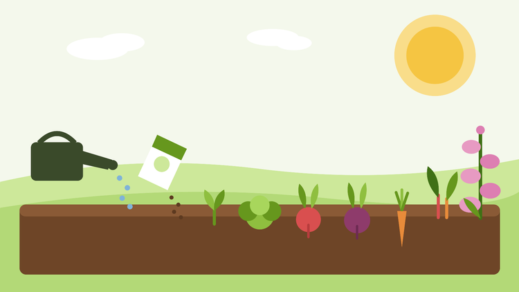 Hvad du kan så i juli — flad illustration af en sommerhavebede sået med salater, efterårsrødder og toårige fingerbøller fra SeedsChoice