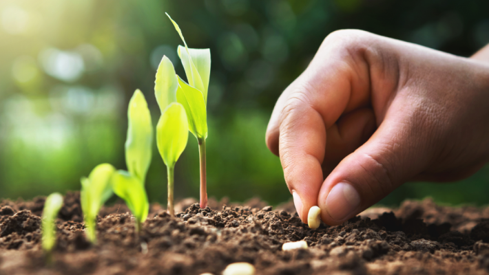 Organic Seeds – SeedsChoice
