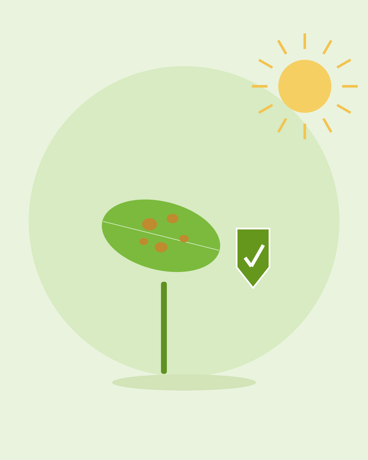 Flad illustration af et plettet blad ved siden af et grønt beskyttelsessskjold – forebyggelse af almindelige planteygdomme, fra SeedsChoice