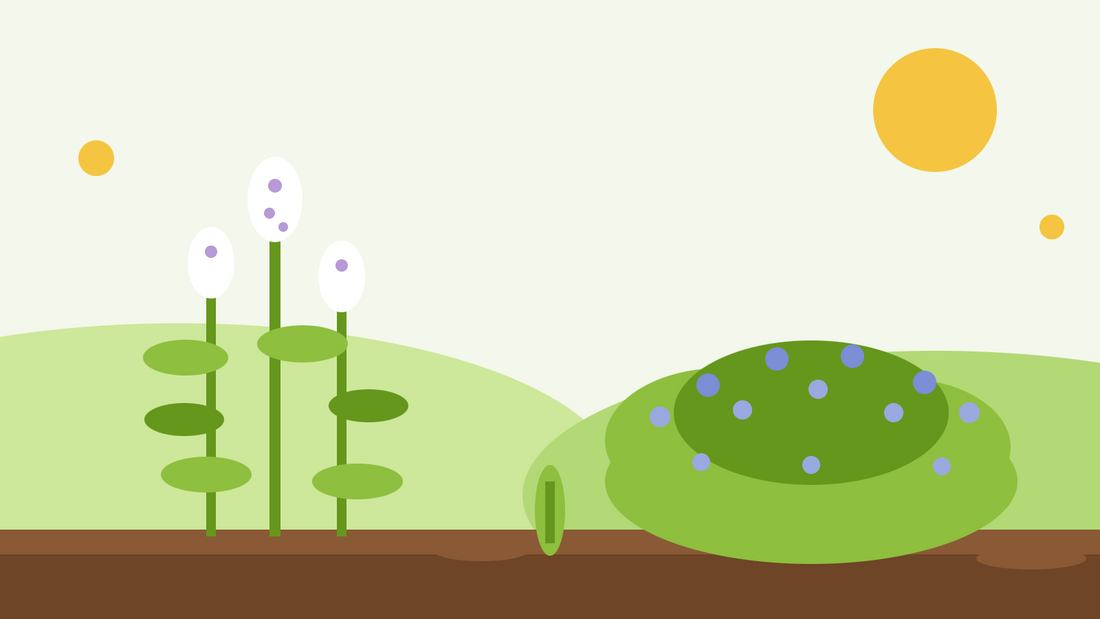 Katteurte vs. kattemynte – flad illustration der sammenligner den høje hvidblomstrede Nepeta cataria med en lav tue af blåblomstret kattemynte