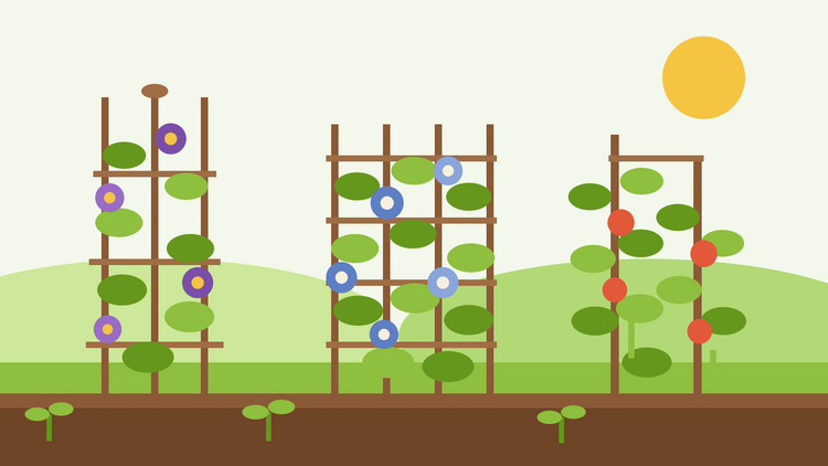 Klatreplanter fra frø — flad illustration af en obelisk, et espalier og en bønnestang dækket af bladrige slyngplanter og blomster