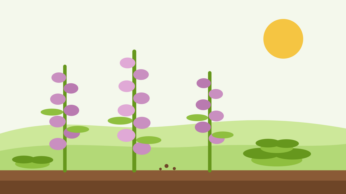 Er fingerbøl toårig eller flerårig – flad illustration af tre fingerbølstængler i blomst med en bladroset i forgrunden