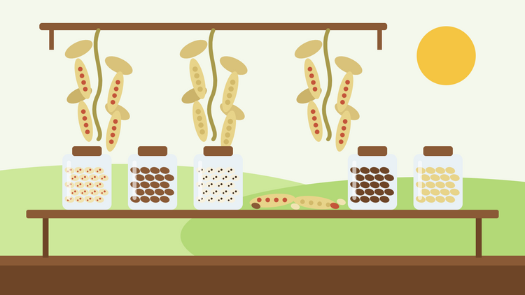 How to dry beans — flat illustration of borlotti and haricot bean plants hanging upside down to dry above a wooden shelf of jars filled with dried beans