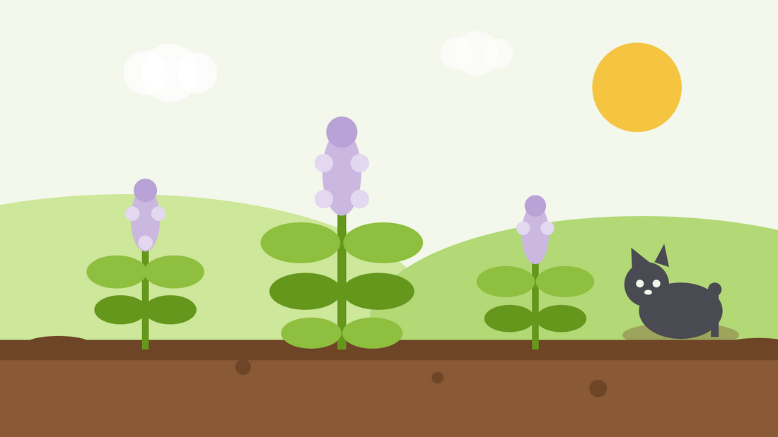 Sådan dyrker du kattemynte fra frø — flad illustration af Nepeta cataria-planter med bløde lilla blomsterstande og en kat, der hviler sig ved siden af dem i et solrigt bed