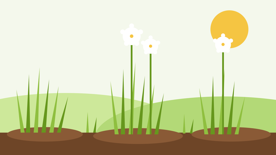 Sådan dyrker du kinesisk purløg fra frø — flad illustration af hvidløgspurløg med flade, båndbrede blade og hvide stjernformede blomster