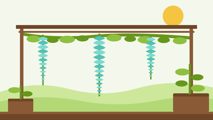 Sådan dyrker du jaderanke fra frø — flad illustration af en pergola med lange turkise Strongylodon macrobotrys blomsterklaser, der hænger ned fra en bladrig klatreplante