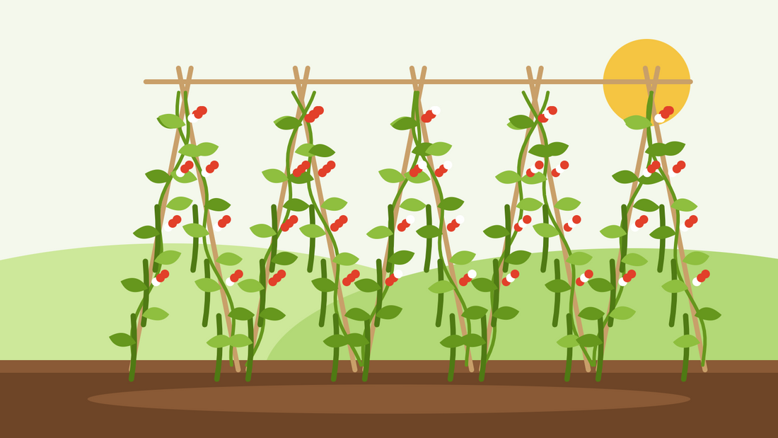 Sådan dyrker du pralbønner fra frø — flad illustration af en dobbelt række bønnestokke dækket af klatrende pralbønneranker med skarlagenrøde og hvide blomster og hængende bælge