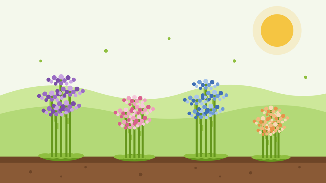 Sådan dyrker du strandlavendel fra frø — flad illustration af klumper af lilla, lyserøde, blå og abrikos-farvede statice-blomster på vingede stængler i et solrigt bed