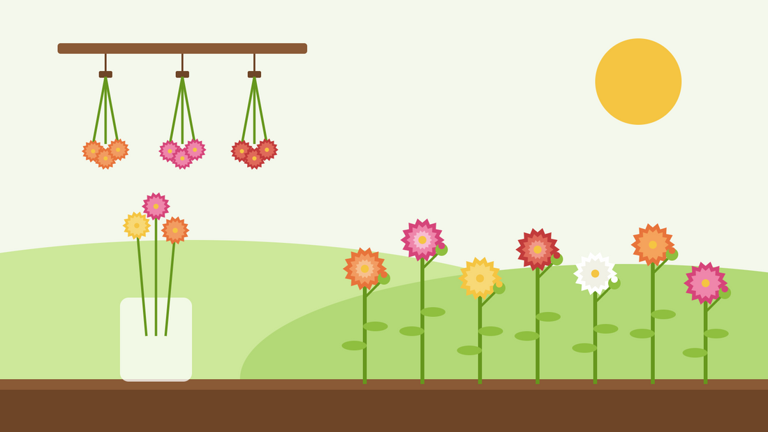 Sådan dyrker du evighedsblomster fra frø — flad illustration af farverige evighedsblomster i et solrigt bed, bundter, der hænger med hovedet nedad til tørre, og et glas med tørrede blomster