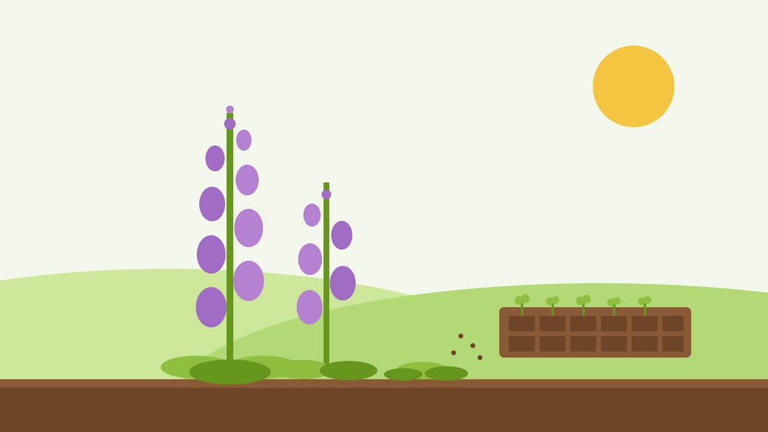 Såning af fingerbølblomster i september — flad illustration af lilla fingerbølblomsterspir ved siden af en moduleringsbakke med unge kimplanter under en lav sol