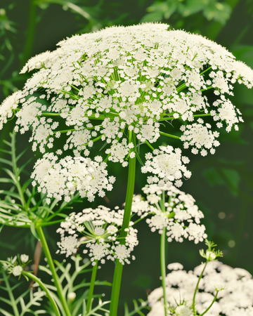 Toothpick The Giant frø (Ammi visnaga) – økologisk etårig blomst