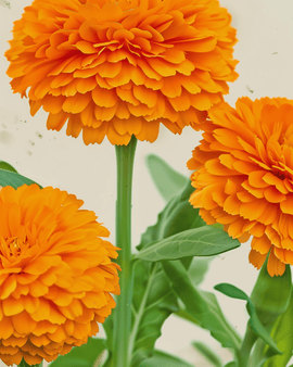 Ringblomstfrø økologisk Calendula Officinalis etårig Balls Orange