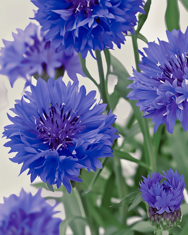 Cornflower Blue Ball seeds (Centaurea cyanus) – organic annual flower