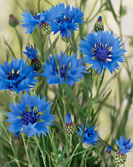 Vild kornblomst frø økologisk Centaurea Cyanus etårig blomst