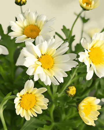 Mixed Single Flowered frø (Chrysanthemum coronarium) – økologisk etårig blomst