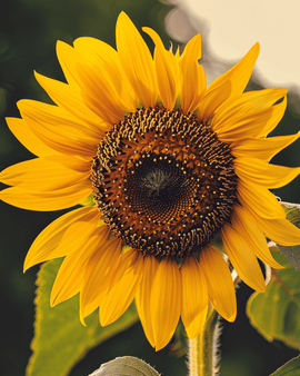 Solsikke Single Giant frø økologisk Helianthus annuus etårig