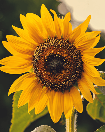 Solsikke Single Giant frø (Helianthus annuus) – økologisk etårig blomst