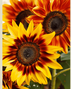 Solsikke Compact Spray frø – økologisk Helianthus annuus etårig