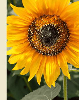 Solsikkefrø Nakdi F1 økologisk Helianthus Annuus ettårig pollenfri