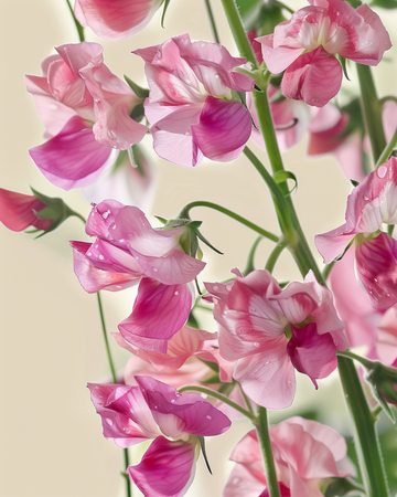 Lugtært Painted Lady frø (Lathyrus odoratus) – økologisk etårig blomst