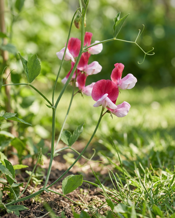 Lugtært Painted Lady (Lathyrus odoratus) – økologiske frø til etårige blomster fra SeedsChoice