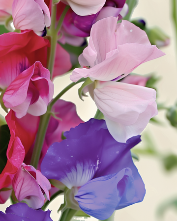 Lugtærtefrø Spencer Mixed (Lathyrus odoratus) – økologisk enårig blomst