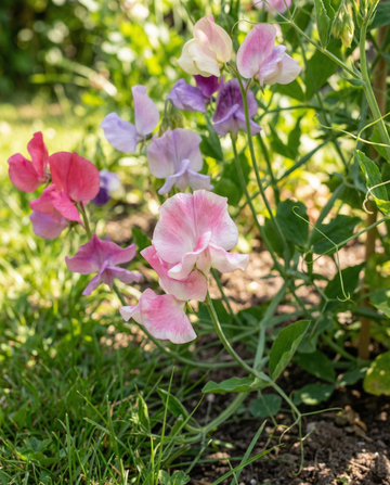 Lugtært Spencer Mixed (Lathyrus odoratus) – økologiske frø til enårige blomster fra SeedsChoice