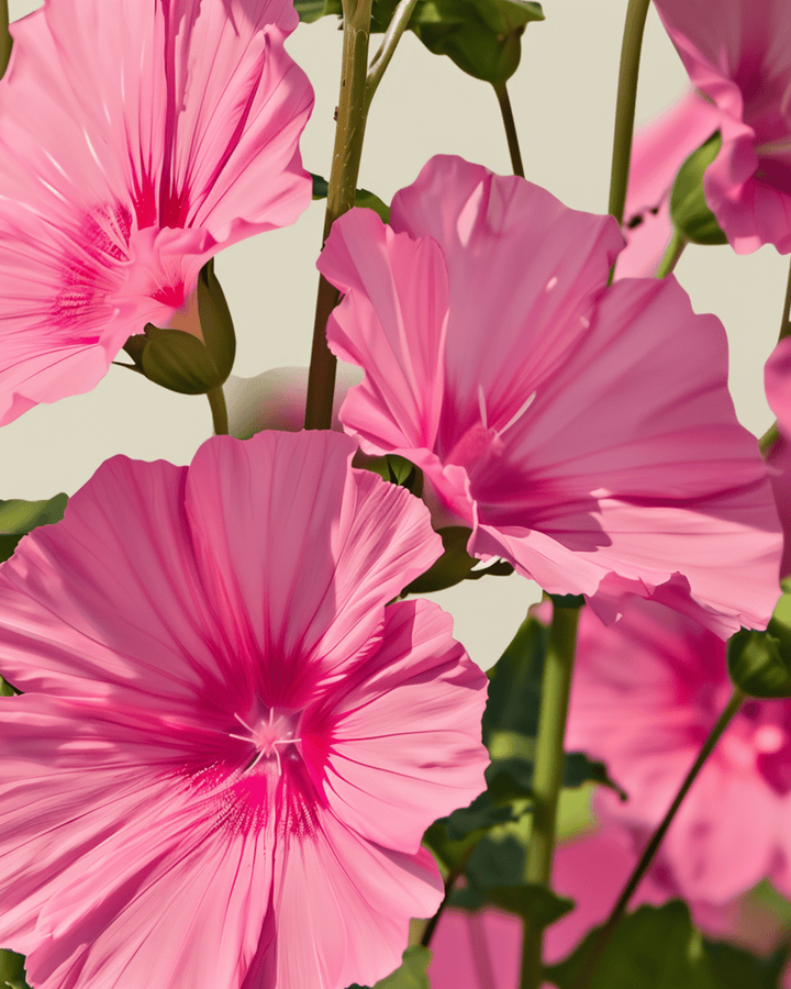 Frø til Katost Rose Red Mix (Lavatera trimestris) – økologisk etårig blomst