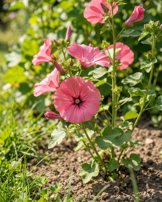 Katost Rose Red Mix (Lavatera trimestris) – økologiske frø til etårig blomst fra SeedsChoice