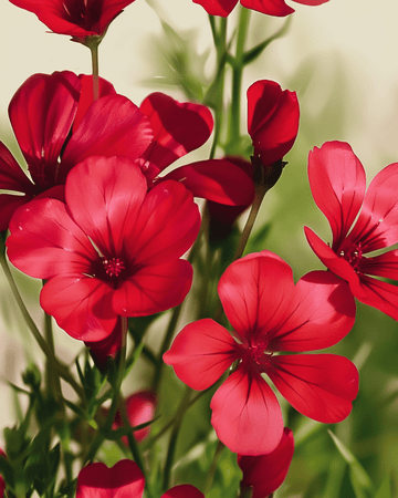 Scarlett Flax frø (Linum grandiflorum) – økologisk etårig blomst