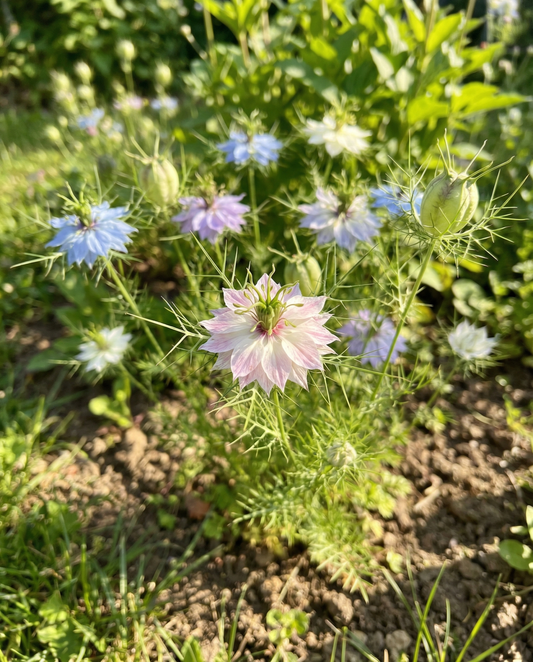 Love In A Mist Persian Jewel (Nigella damascena) – økologiske frø til etårig blanding fra SeedsChoice