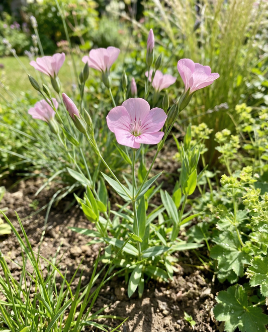 Kourt Pink Beauty (Saponaria vaccaria) – økologiske frø til enårig urt fra SeedsChoice
