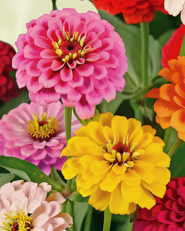Dahlia Flowered Mix frø (Zinnia elegans) – økologisk etårig blomst