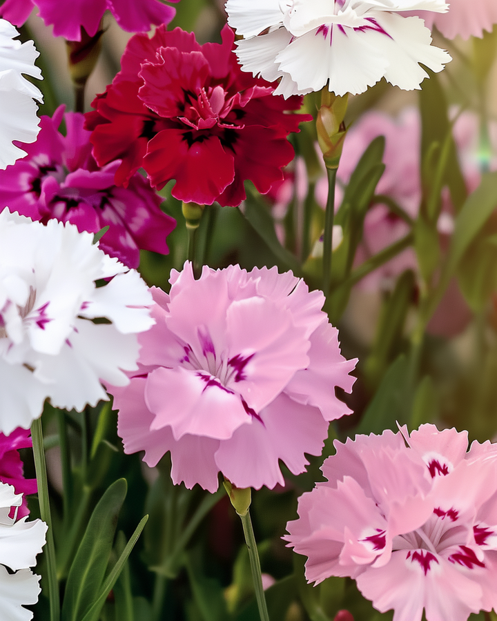 Bartnellikefrø (Dianthus barbatus) – økologisk toårig blanding