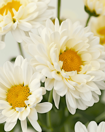 Shasta Daisy May Queen frø (Chrysanthemum leucanthemum) – økologisk flerårig