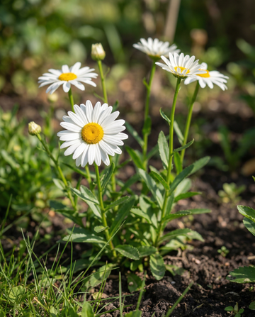 Shasta Daisy May Queen (Chrysanthemum leucanthemum) – økologiske flerårige frø fra SeedsChoice