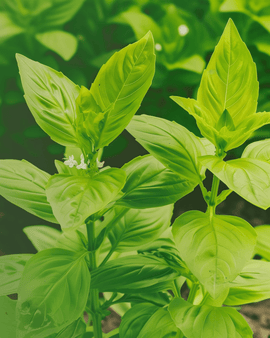 Citronbasilikum frø Økologisk Ocimum Basilicum Etårig Urt