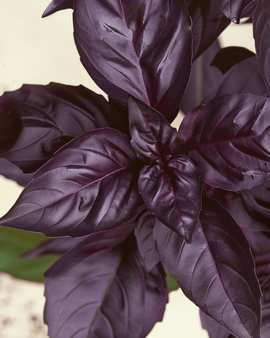 Basil Red Rubin Seeds Ocimum Basilicum Organic Annual Herb