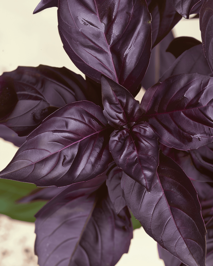 Basilikum Red Rubin frø (Ocimum basilicum) – økologisk etårig urt