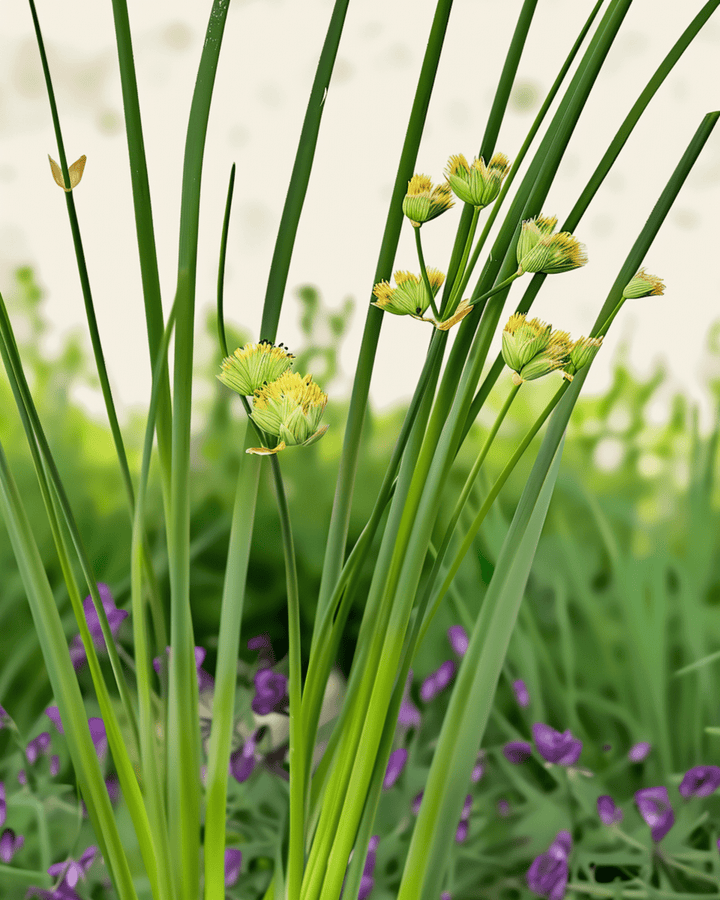 Purløg Prager frø (Allium schoenoprasum) – økologisk flerårig