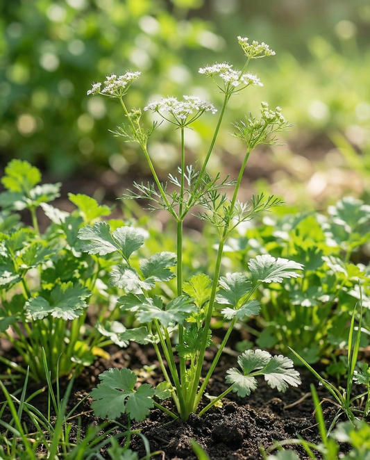 Koriander (Coriandrum sativum) – økologiske frø til enårig urt fra SeedsChoice