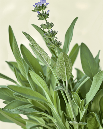 Salviefrø (Salvia officinalis) – økologisk flerårig urt