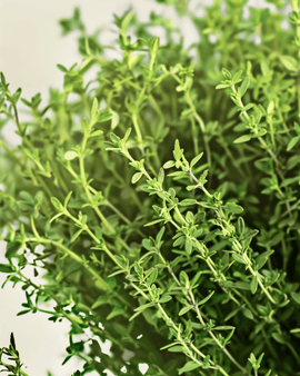 Thyme Seeds Organic Thymus Vulgaris Perennial Herb
